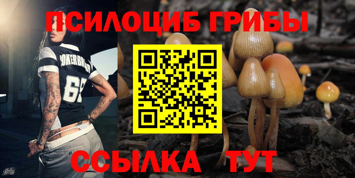 Галлюциногенные грибы Psilocybe  Галлюциногенные грибы MAGIC MUSHROOMS  Сорочинск  купить наркотики сайты  Вход с VPN 